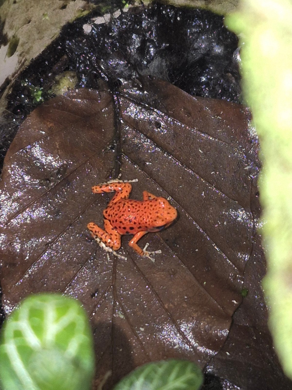 oophaga pumilio Bastimentos RFB 0.0.2, 0 tot 2 jaar