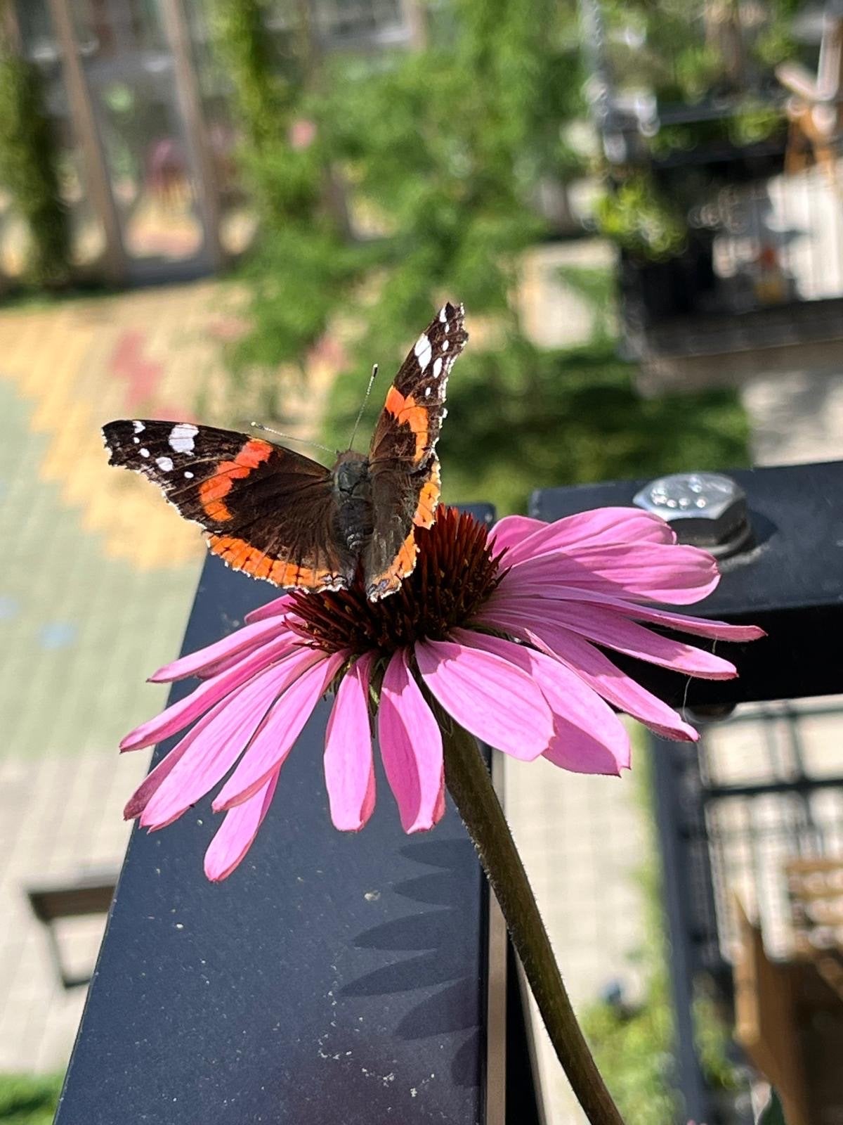 Echinacea (Zonnehoed) zaden - per zakje, Overige soorten, Volle zon, Vaste plant, Ophalen of Verzenden