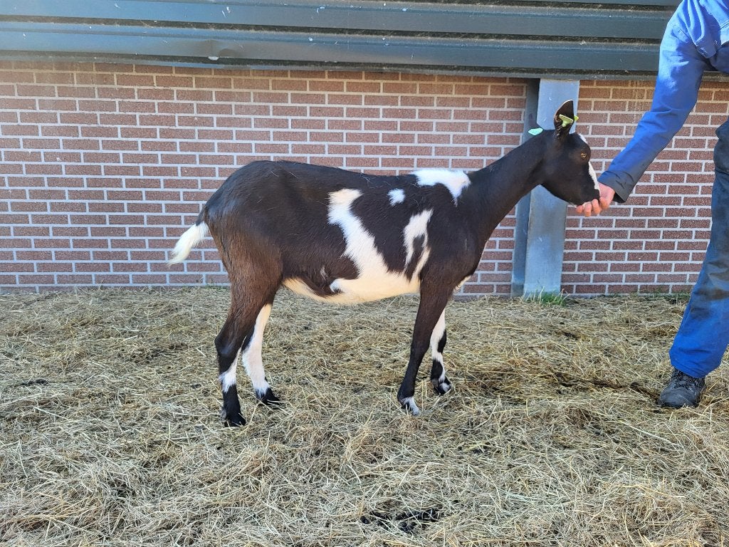 Zwartbonte geiten, Dieren en Toebehoren, Vrouwelijk, Geit