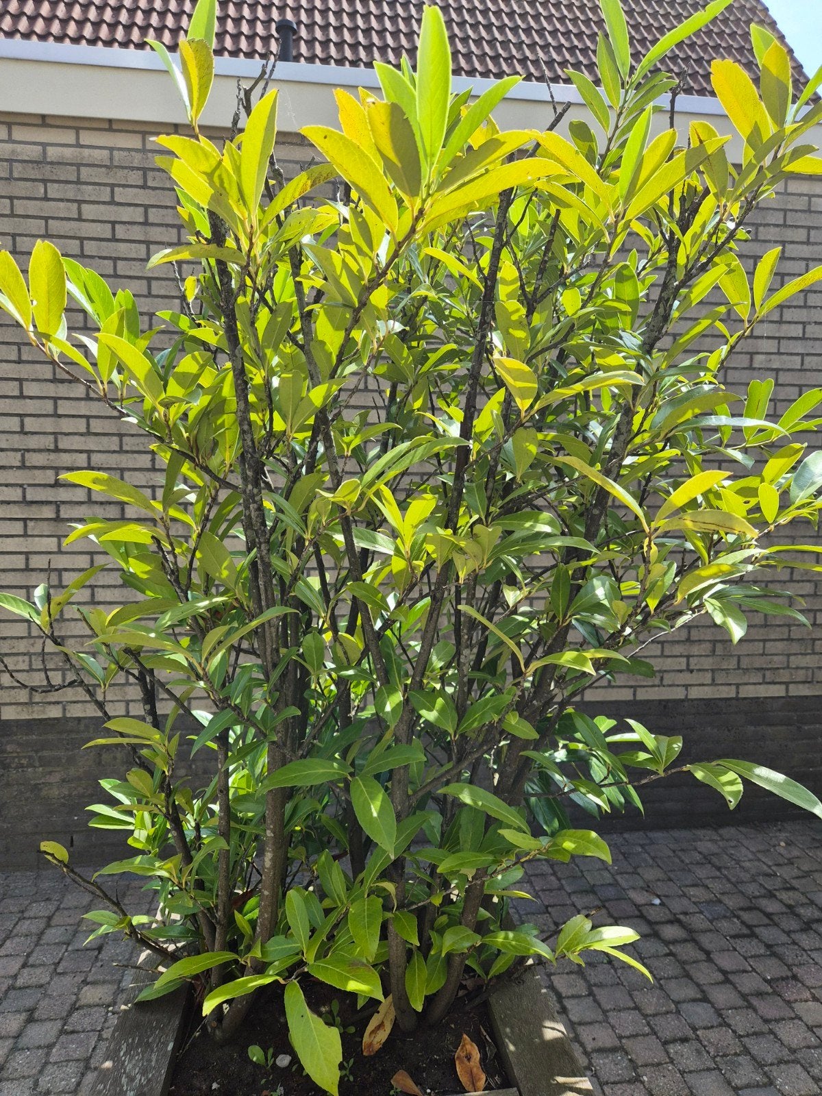 Struik, Tuin en Terras, Ophalen, Overige soorten, 100 tot 250 cm