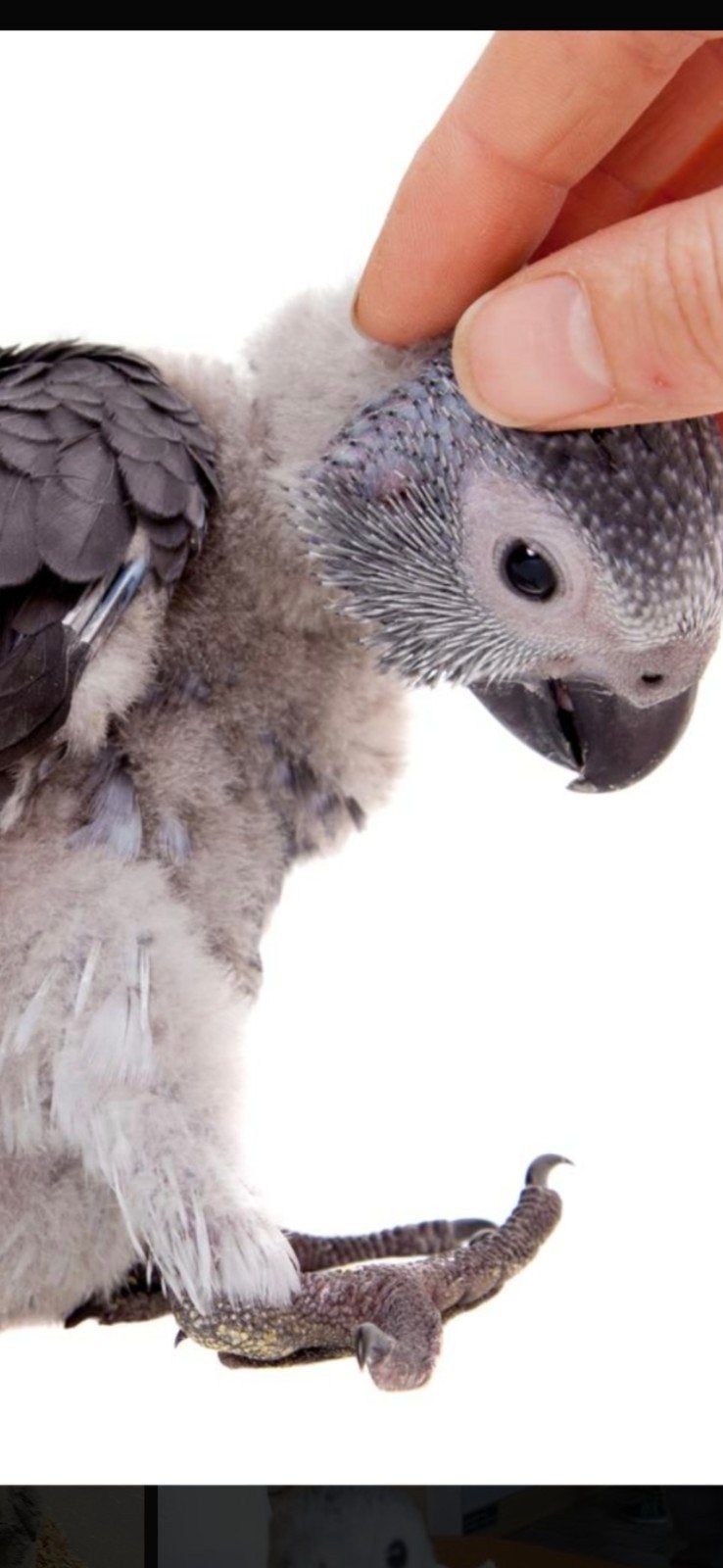 Baby grijze roodstaart., Dieren en Toebehoren, Papegaai, Geringd