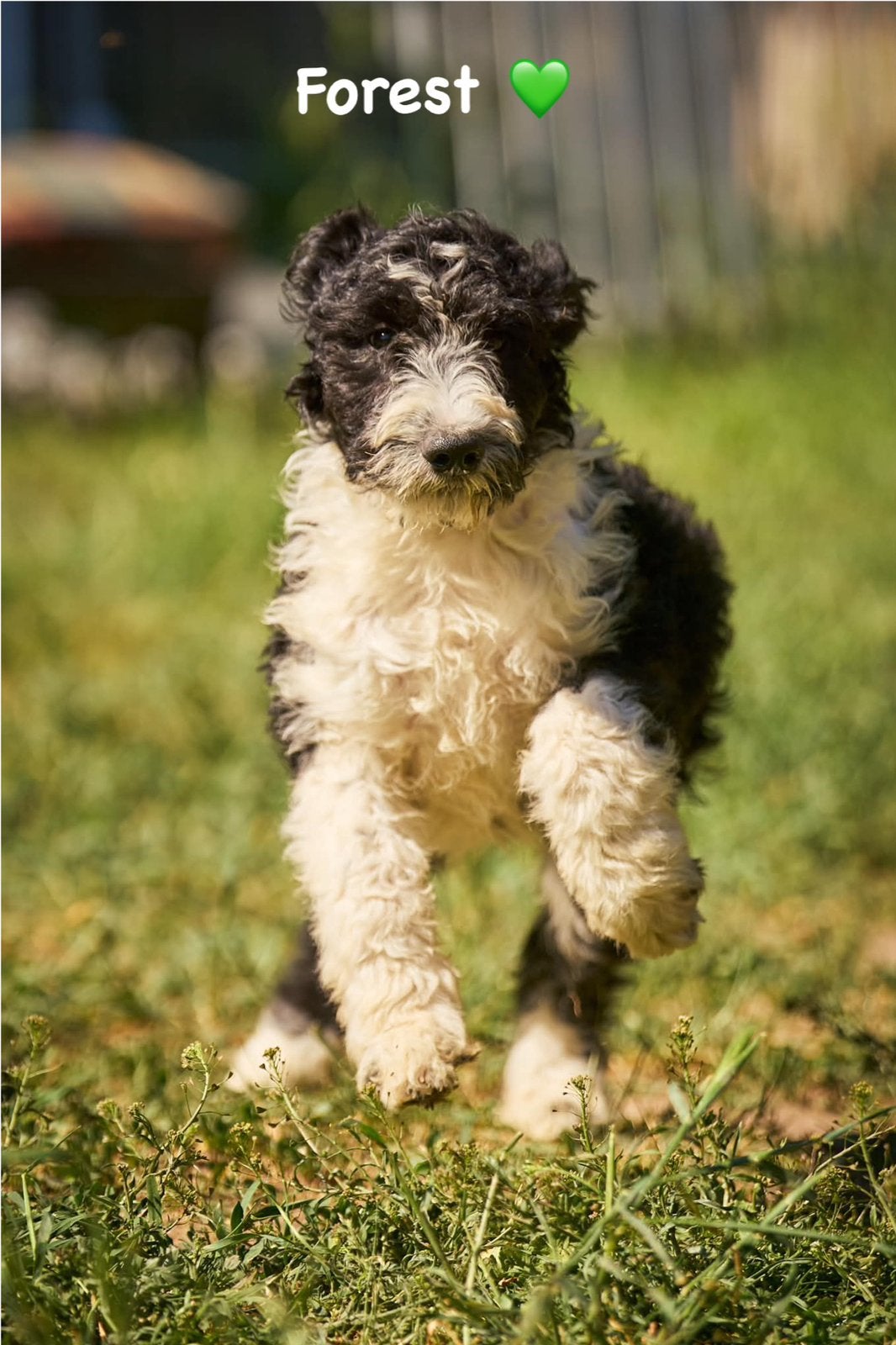 French Water Dog (Barbet), 8 tot 15 weken, Buitenland, Parvo, Meerdere