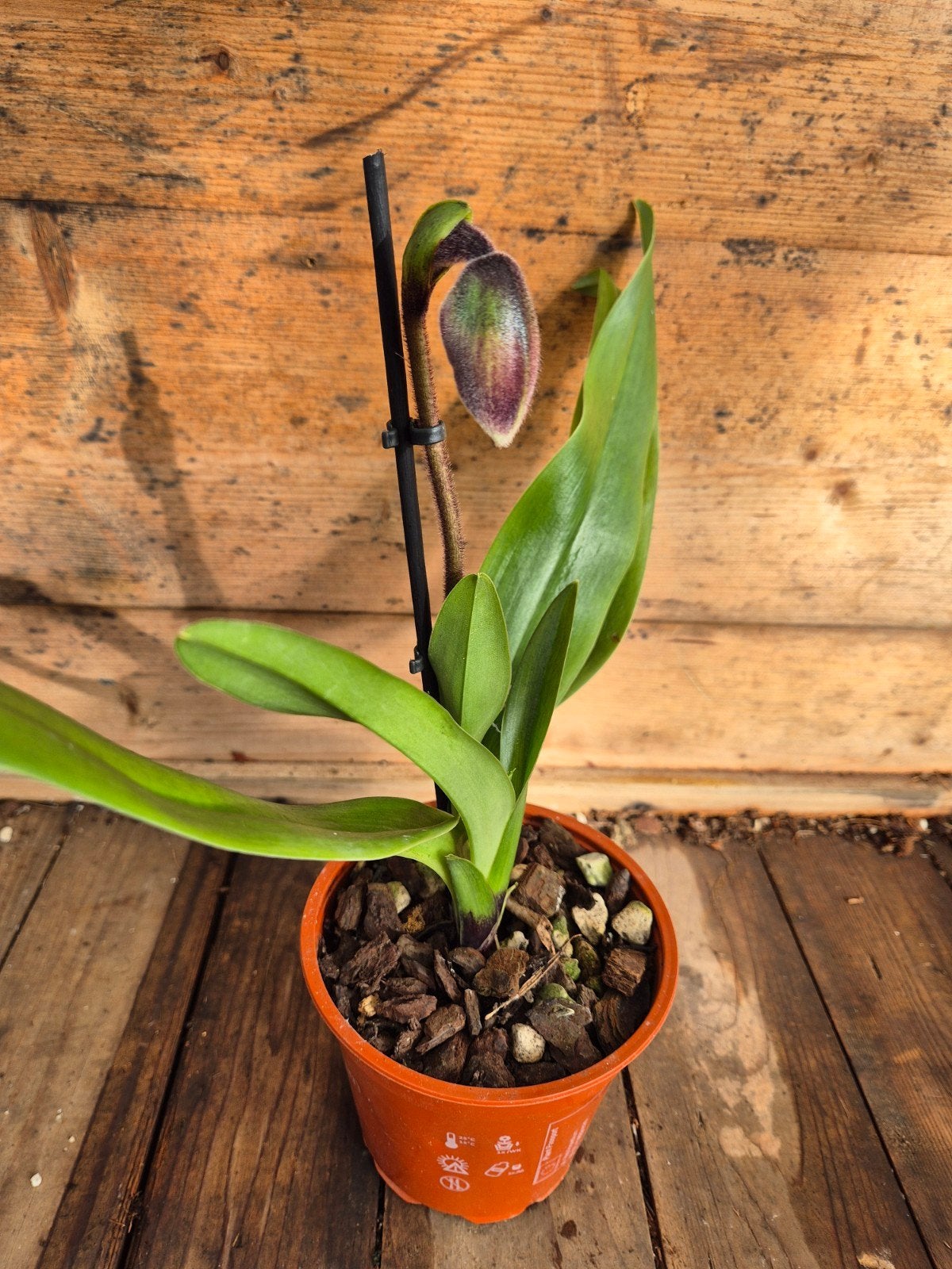Orchidee Paphiopedilum Amerikaanse Hybriden p12 (3), Ophalen of Verzenden, Halfschaduw, Minder dan 100 cm