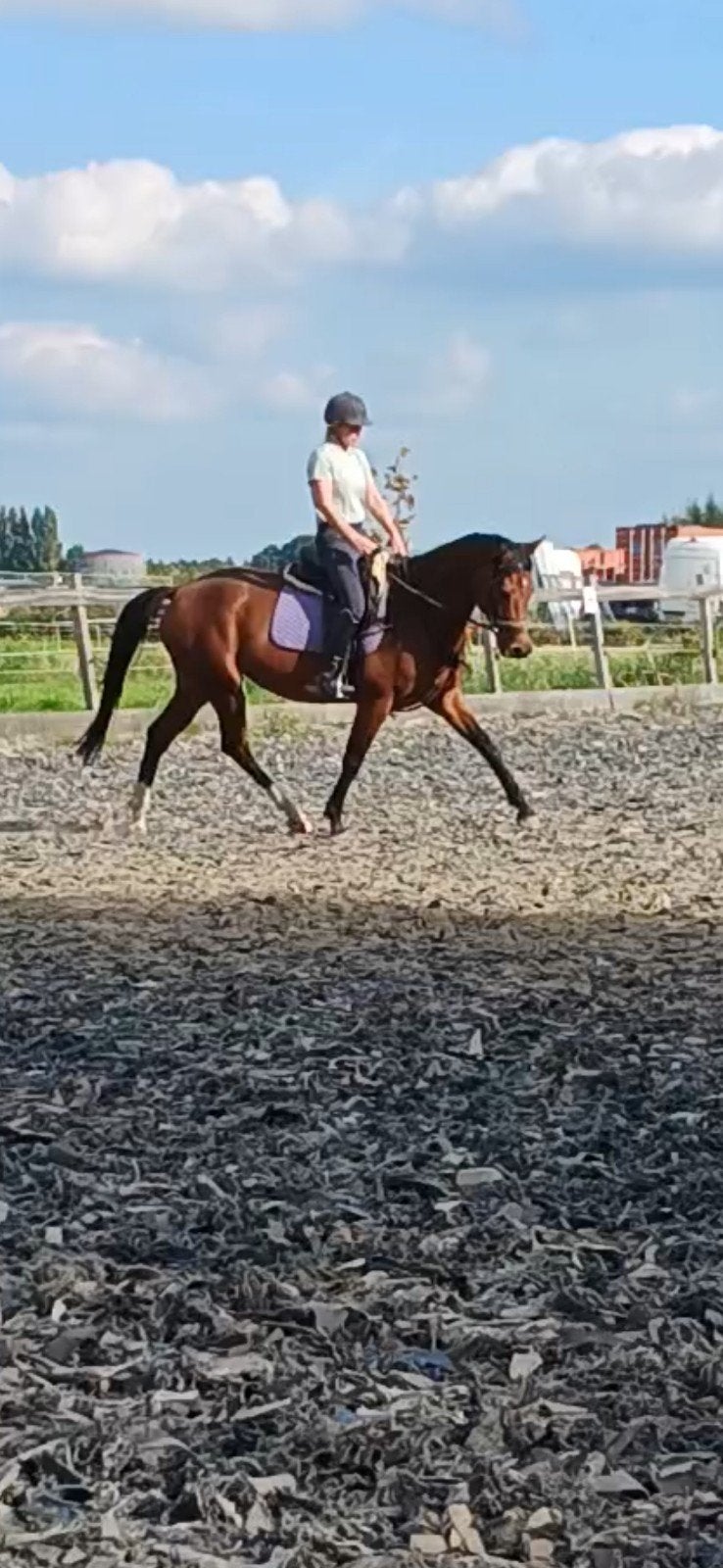 Mooie KWPN merrie v.Dreamboy, Merrie, Minder dan 160 cm, Dressuurpaard, 7 tot 10 jaar