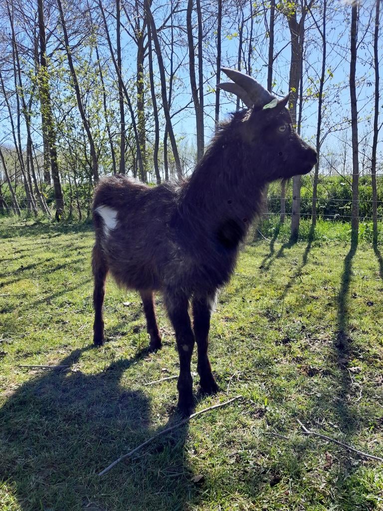 Nederlandse Bonte geitenbok, Dieren en Toebehoren, Meerdere dieren, Geit
