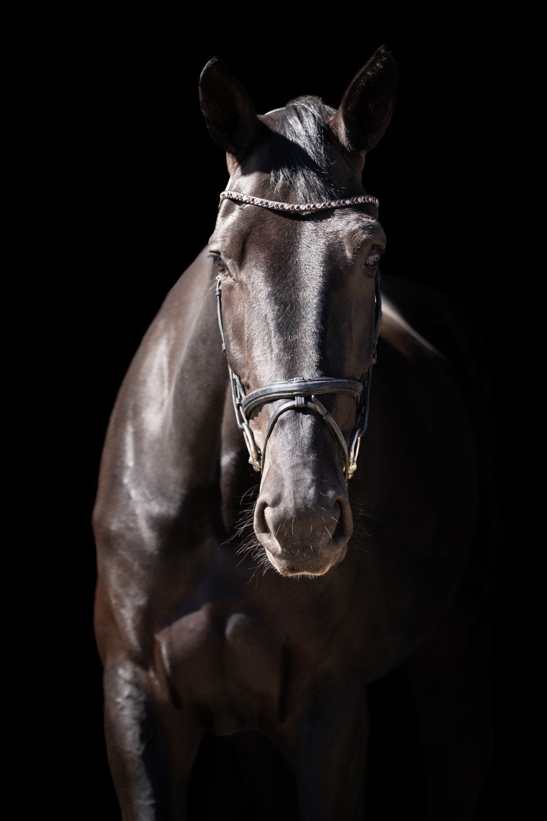 Spring merrie Twister de la Pomme  Vaillant., Dieren en Toebehoren, Paarden en Pony's | Verzorgingsproducten, Ophalen of Verzenden
