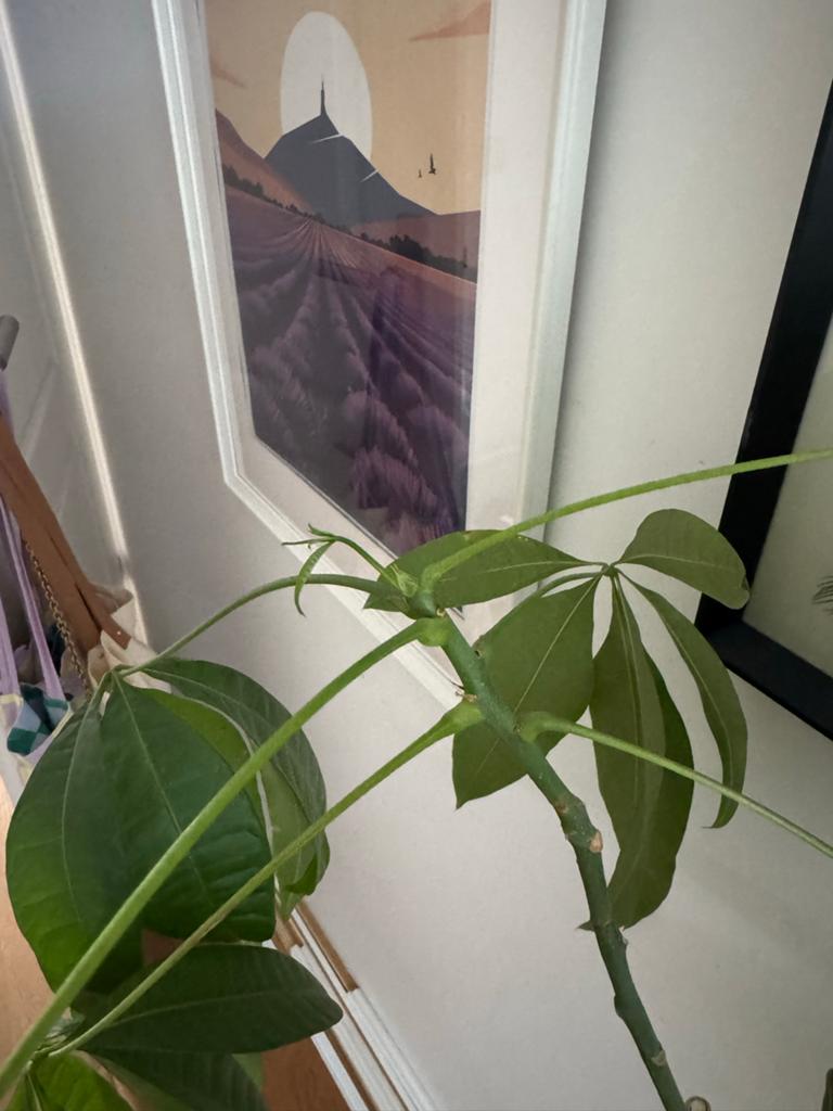 Mooie Pachira Aquatica (geldboom) - 125cm hoog, 100 tot 150 cm, Overige soorten, In pot, Groene kamerplant
