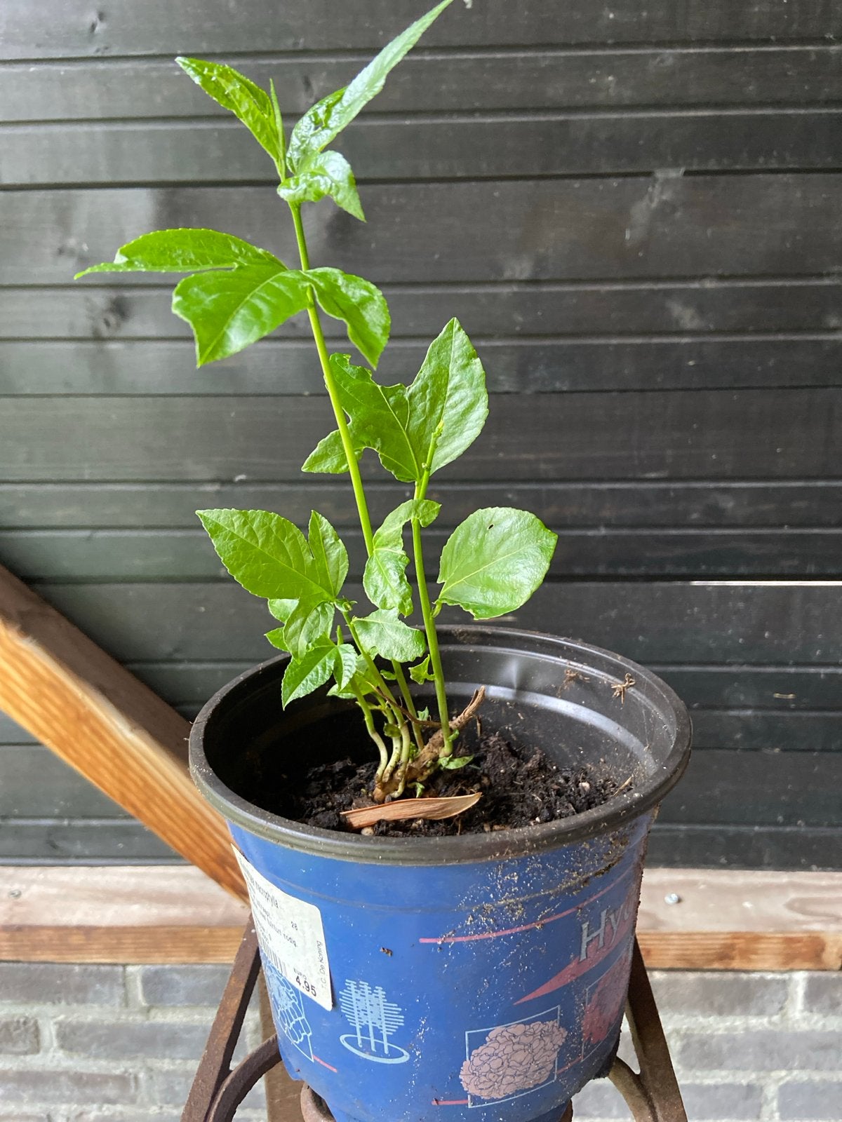 Jonge Passiebloem Plant - Klimplant voor Tuin of Balkon, Tuin en Terras, Planten | Tuinplanten, Vaste plant, Klimplanten, Volle zon