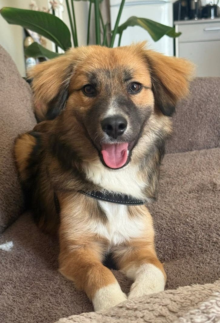 Bowie (11 maanden), Particulier, 15 weken tot 1 jaar, Reu, Buitenland