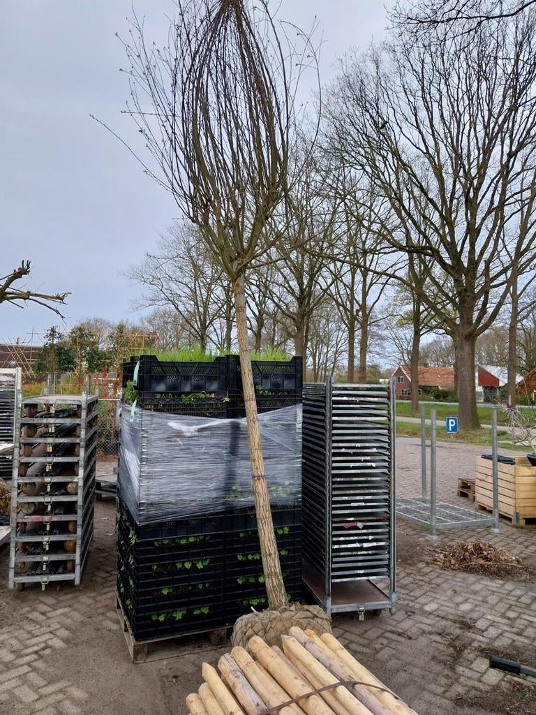 Dikke knotwilg 25-30 cm stamomtrek, Ophalen, Volle zon, Overige soorten