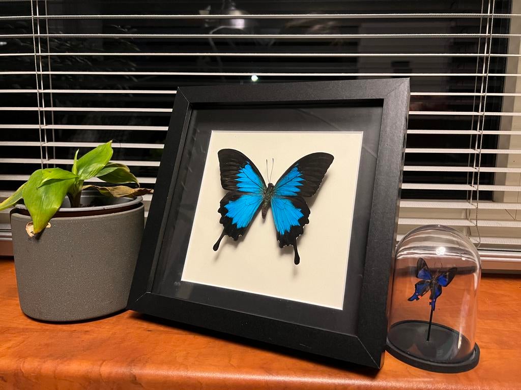 Ingelijste blauwe vlinder - Papilio ulysses, Verzamelen, Ophalen of Verzenden, Zo goed als nieuw, Insect, Opgezet dier