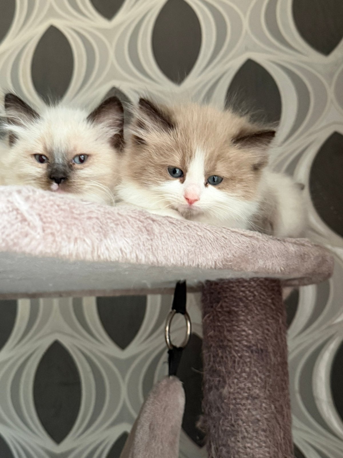 Ragdoll kittens mogen verhuizen, Dieren en Toebehoren, Meerdere dieren, Ontwormd