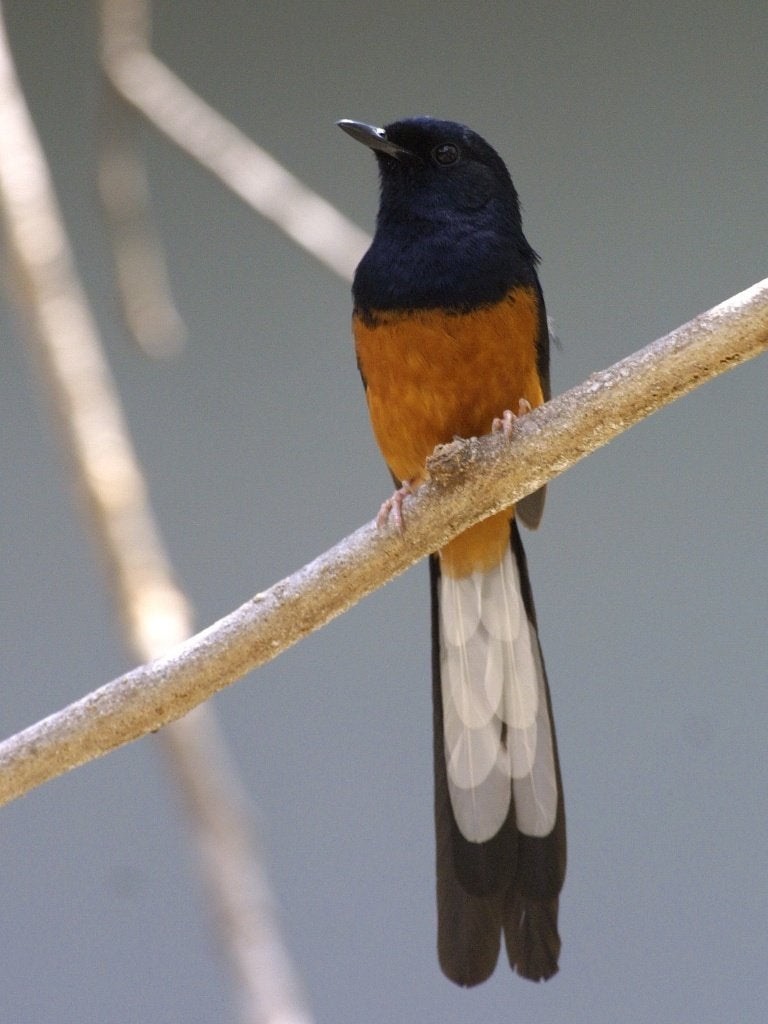 Prachtig bewezen koppel Shamalijsters beschikbaar, Dieren en Toebehoren, Meerdere dieren, Tropenvogel, Geringd
