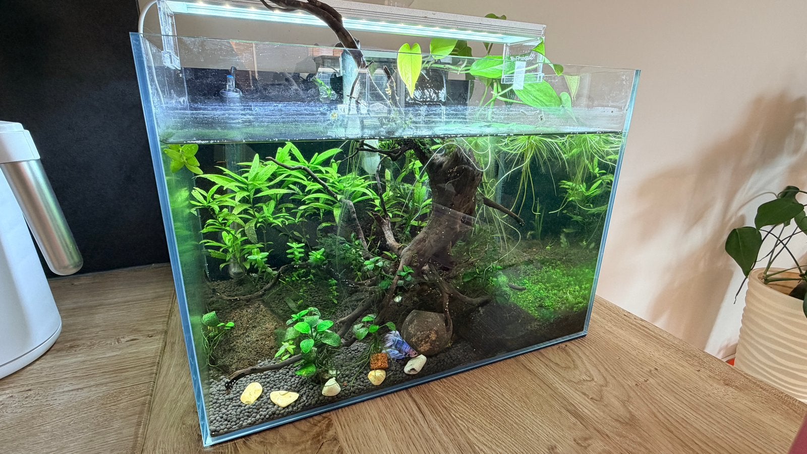 45 L aquarium met inhoud, Dieren en Toebehoren, Ophalen, Inclusief vissen, Superfish, Gevuld zoetwateraquarium
