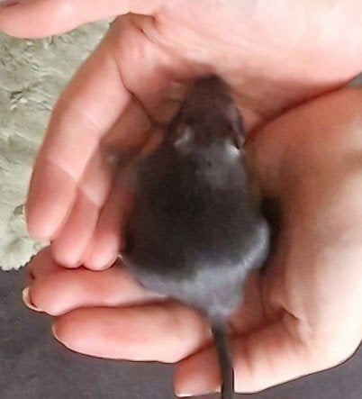 Jonge gerbils mannetjes, Dieren en Toebehoren, Juni, Mannelijk, Overige typen, Tam