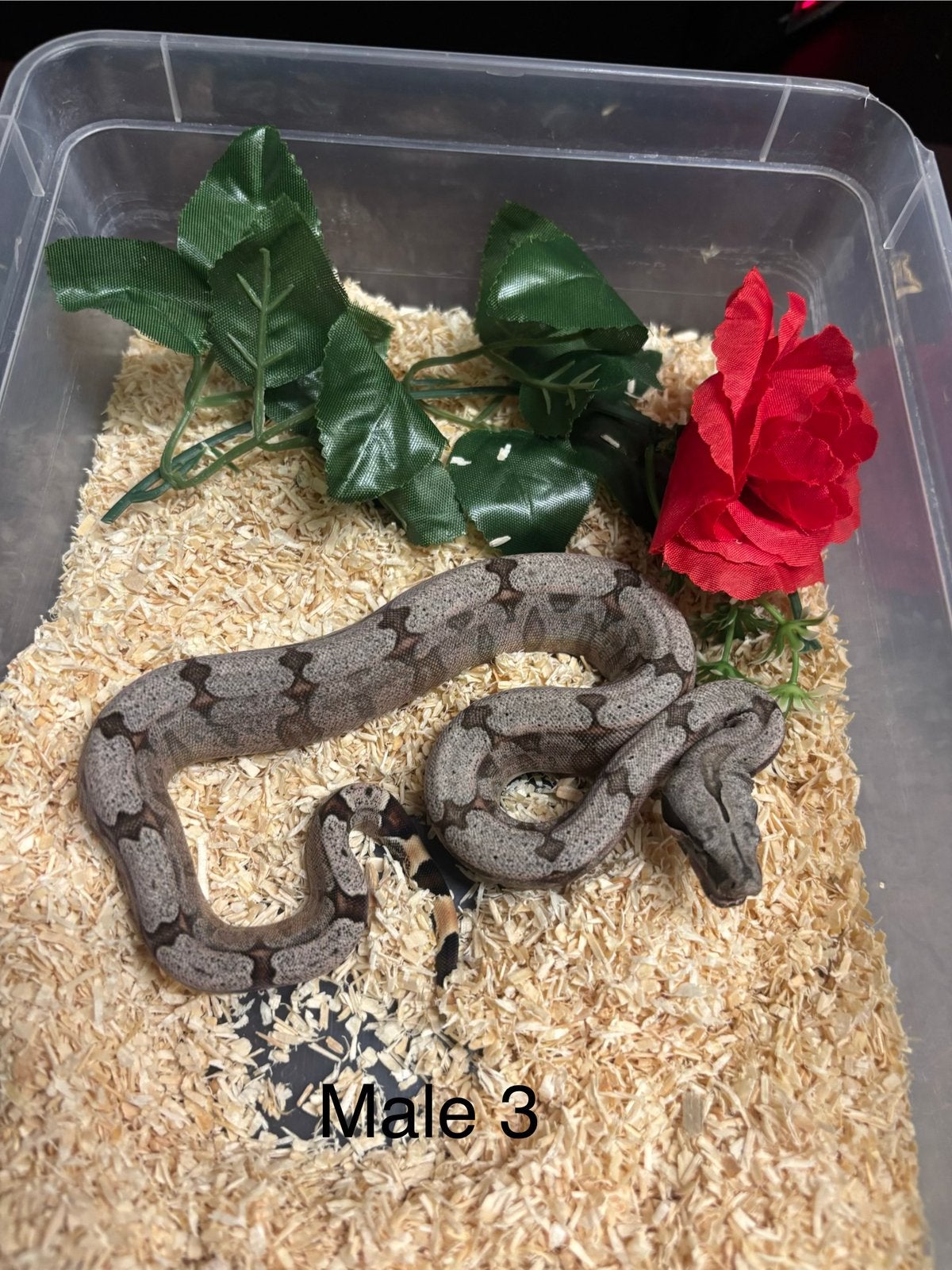 Baby amarali boa ‘26 Boa Constrictor photo 4