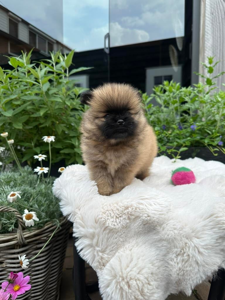 Pomeriaan pups, Parvo, Overige rassen, 8 tot 15 weken, Meerdere