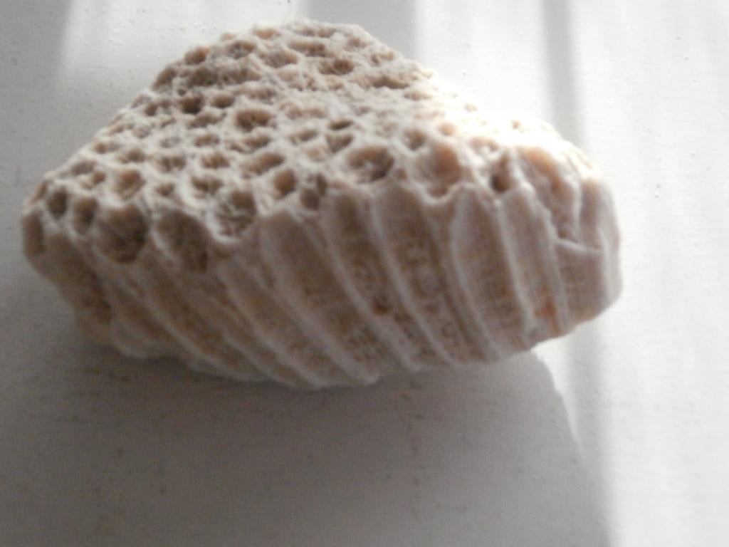 fossielen zeekoraal-en geribde schelp, Ophalen of Verzenden, Fossiel