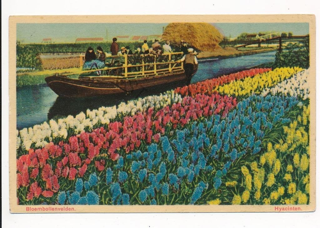 Bloembollenvelden - Hyacinten [003-6090, Ophalen of Verzenden, 1920 tot 1940, Gelopen, Zuid-Holland