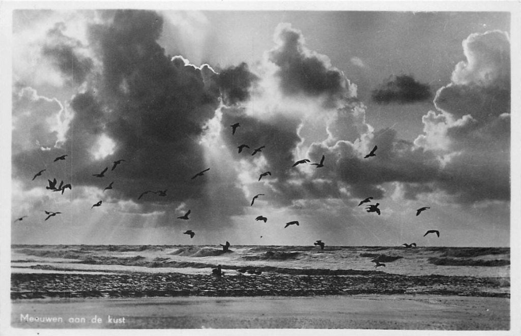 379-233-015 Meeuwen aan de kust, Ophalen of Verzenden, Voor 1920