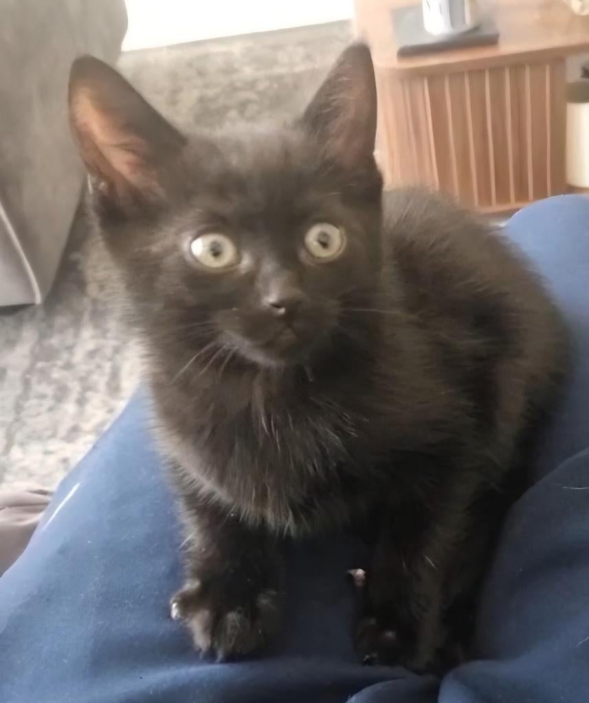 Nog 1 katertje over, Dieren en Toebehoren, Kater, 0 tot 2 jaar