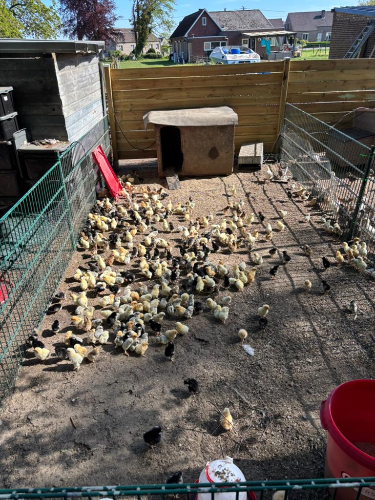 Kuikens te koop, Geslacht onbekend, Kip