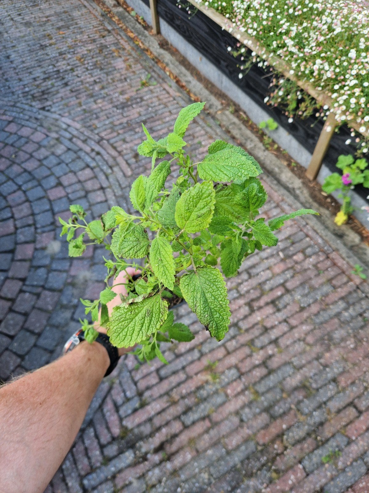Grote citroenmelisse, Tuin en Terras, Planten | Tuinplanten, Ophalen, Volle zon, Vaste plant, Kruiden