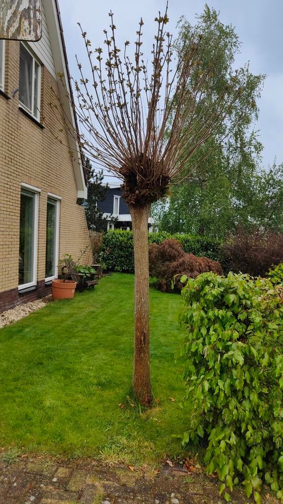 Groene bol catalpa, trompetboom, Overige soorten, 100 tot 250 cm, Zomer, Ophalen