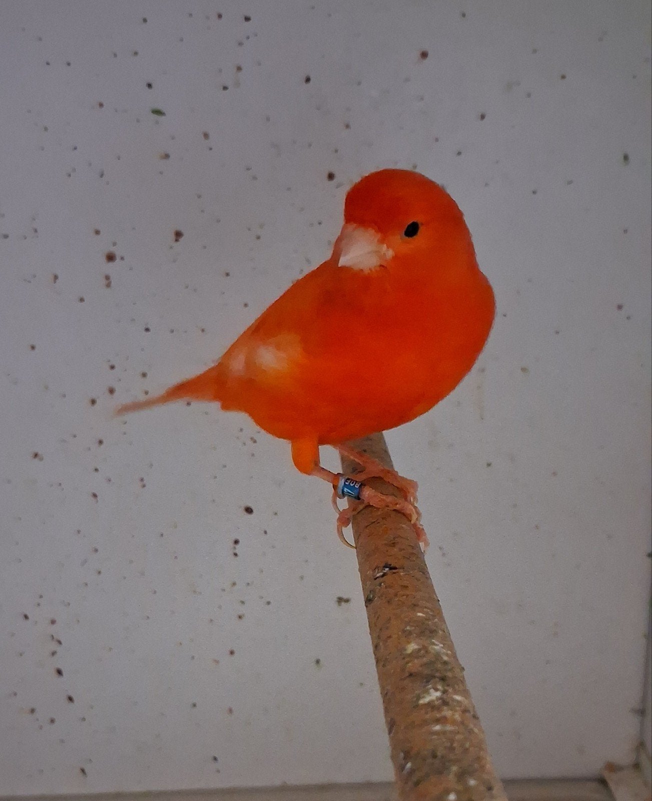 Koppel kanaries rood vetstof, Dieren en Toebehoren, Vogels | Kanaries, Meerdere dieren, Kleurkanarie