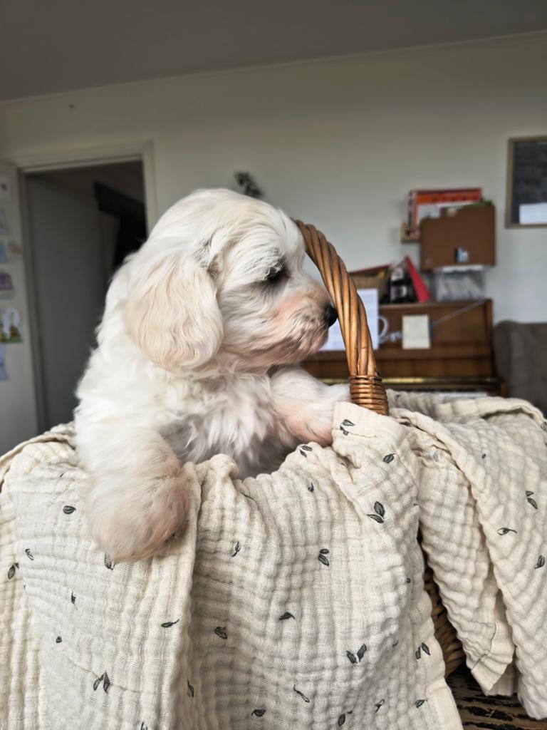2 zeer lieve pups (reutjes) te koop!, 8 tot 15 weken, Parvo, Meerdere, Nederland