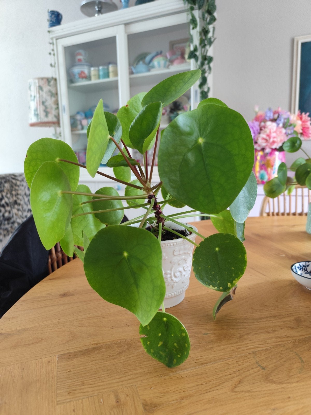 Grote, frisse pannenkoekplant in mooie witte pot, Huis en Inrichting, Kamerplanten, Ophalen, Overige soorten, Halfschaduw, In pot