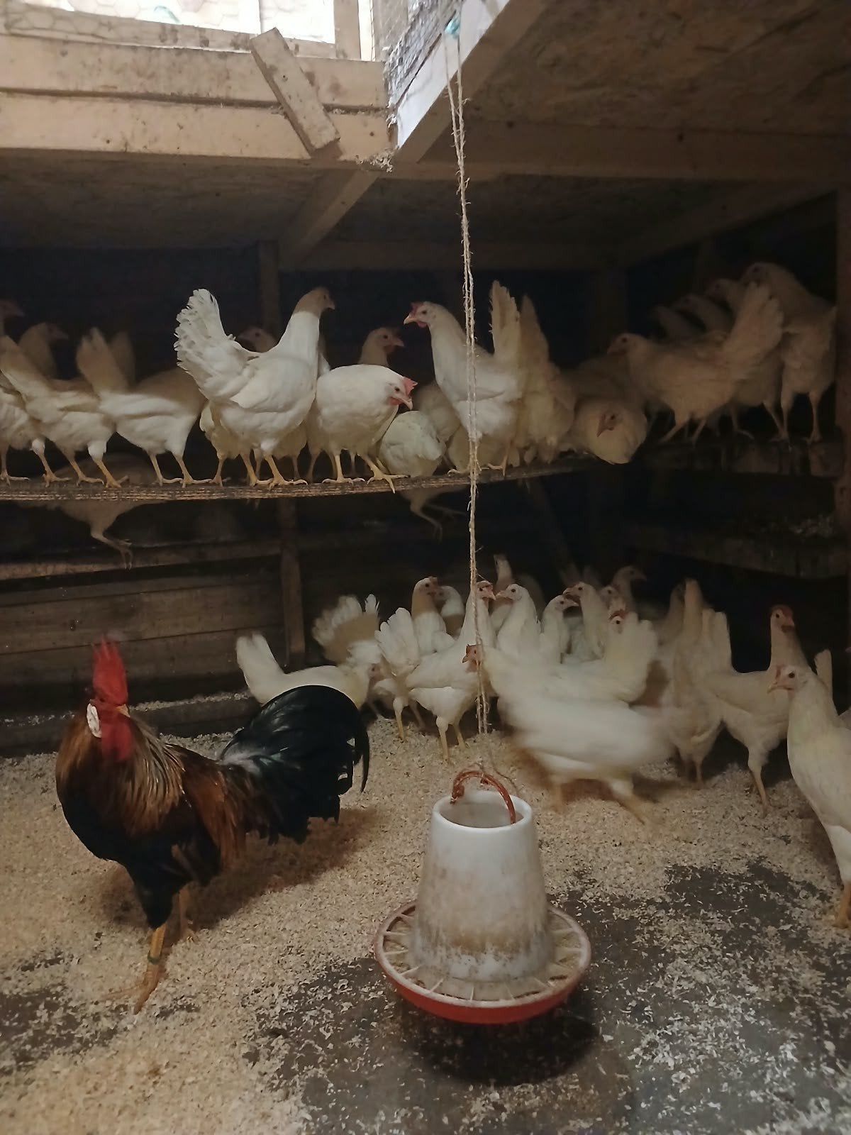 witte leghorn, leghennen, legkippen, Dieren en Toebehoren, Vrouwelijk, Kip