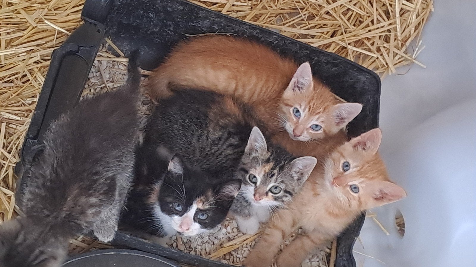 Jonge boerderij kittens, Meerdere dieren, 0 tot 2 jaar
