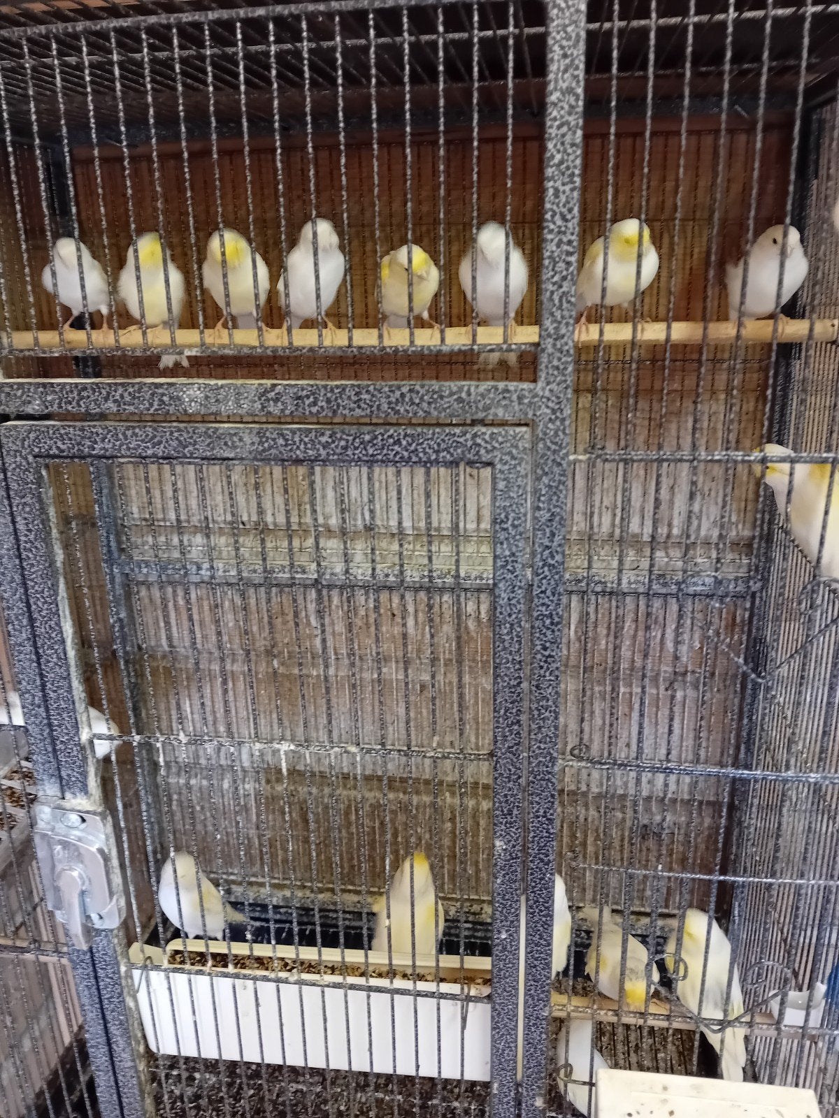 Tk 30 stuks jonge mozaiek kanarie s, Meerdere dieren, Kleurkanarie