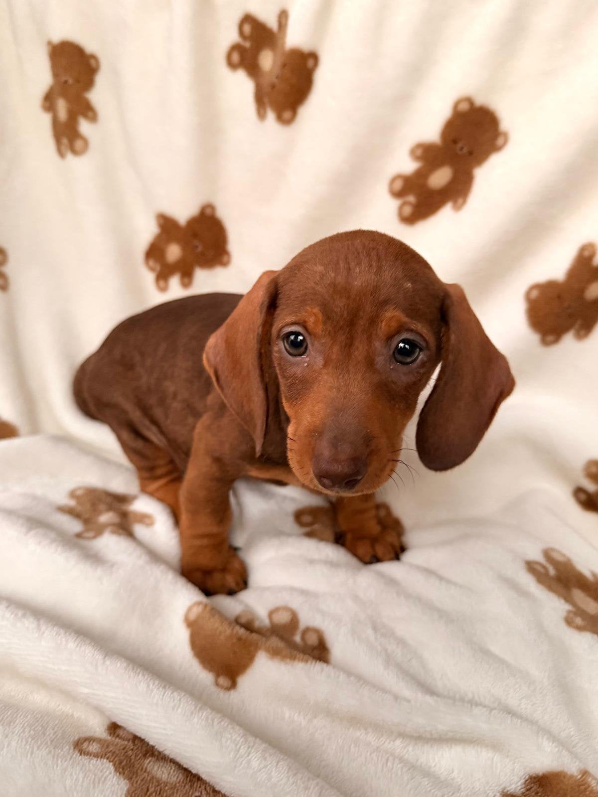 Teckel puppy's, 8 tot 15 weken, Korthaar, Meerdere, Meerdere dieren