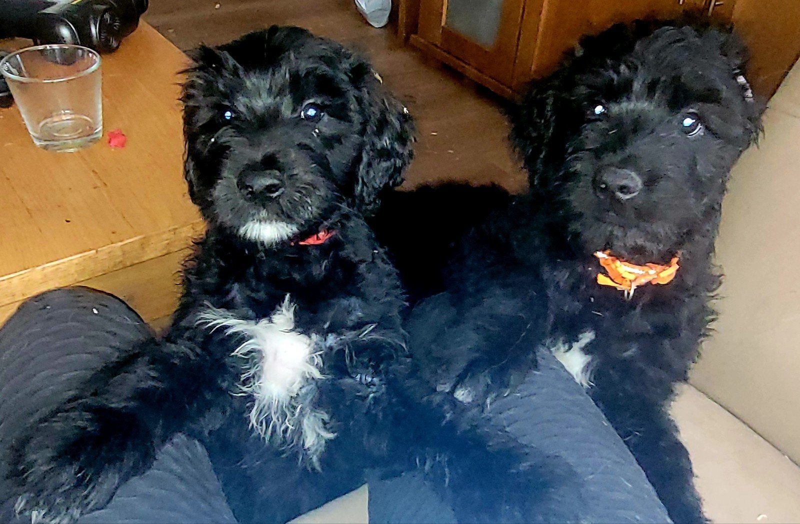 golden doodle, CDV (hondenziekte), 8 tot 15 weken, Meerdere, Meerdere dieren