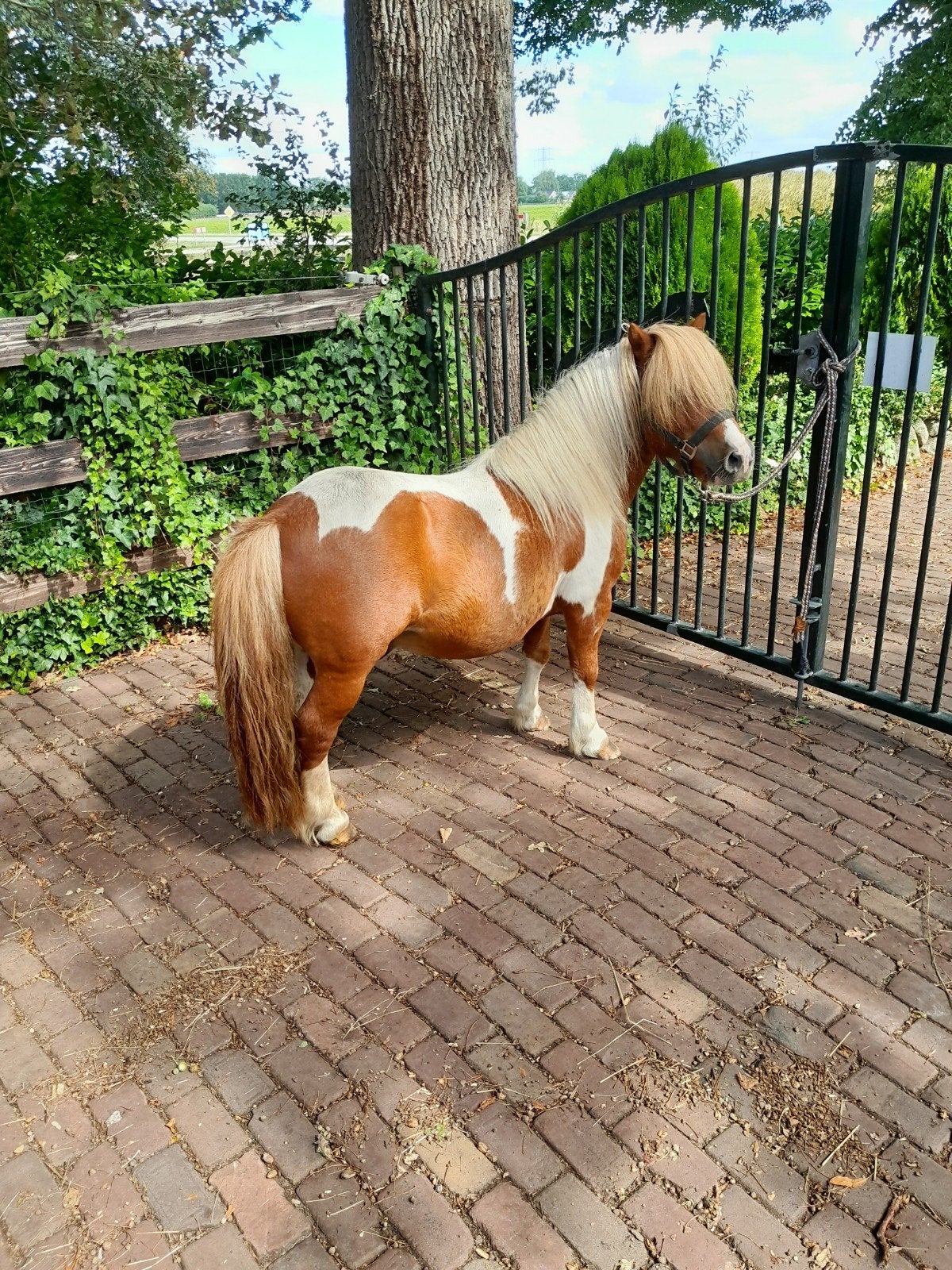 11 jarig stamboekhengst rypaard met veulen, Dieren en Toebehoren, Met stamboom, B, Hengst, A pony (tot 1.17m)