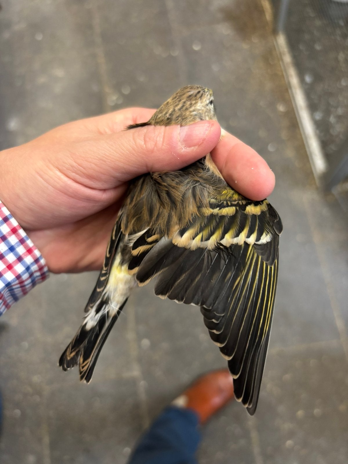 Putter x kanarie bastaard POPPEN 2026, Vrouwelijk, Wildzangvogel