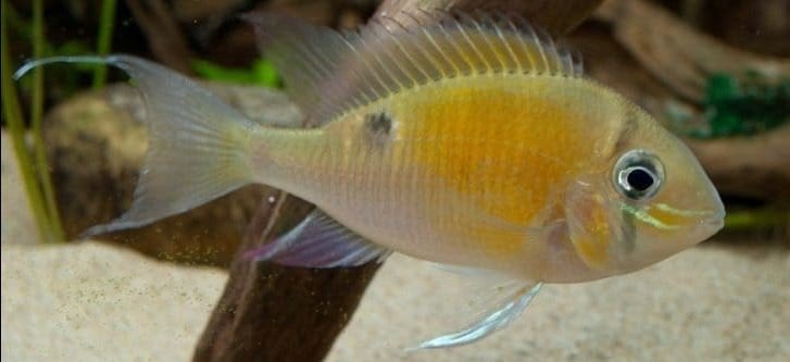 Zuid Amerikaanse Cichliden: Biotodoma cupido, Dieren en Toebehoren, Vis, Zoetwatervis