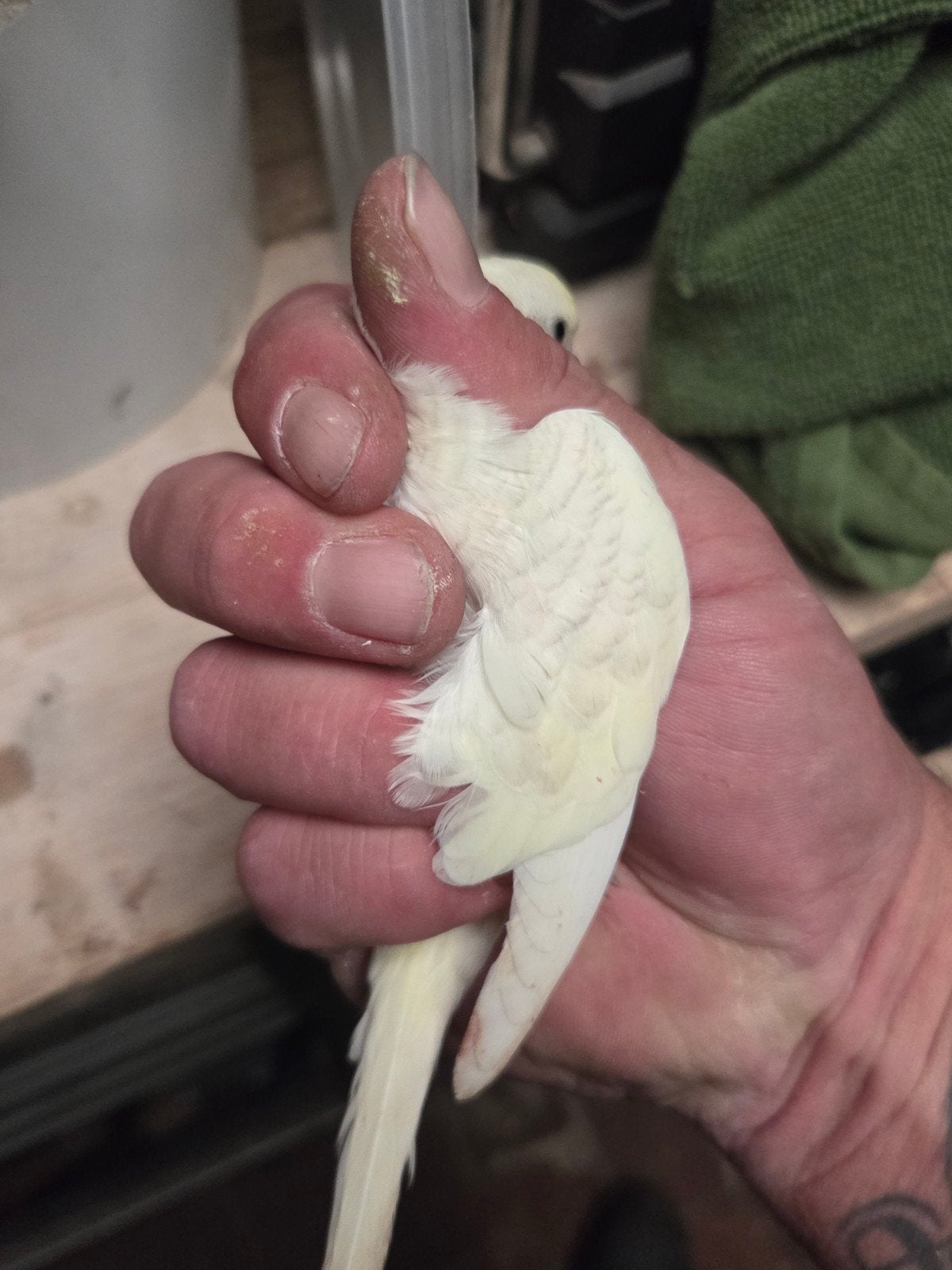 mooie grasparkieten ook met cinnamon, Meerdere dieren, Parkiet