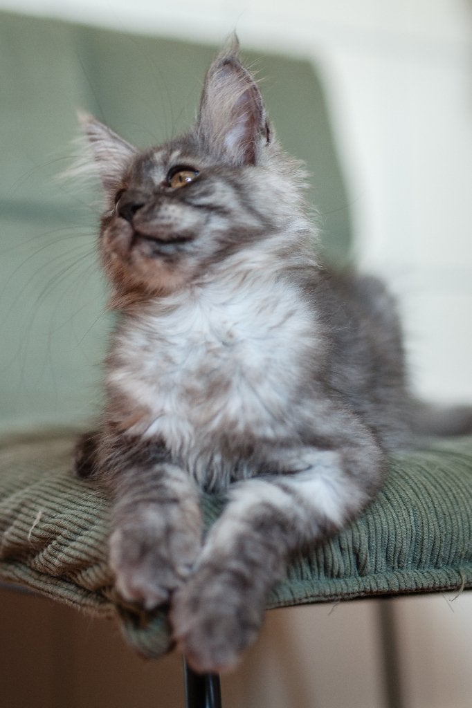 maine coon kitten met stamboom 15 weken oud, Poes, Met stamboom, 0 tot 2 jaar