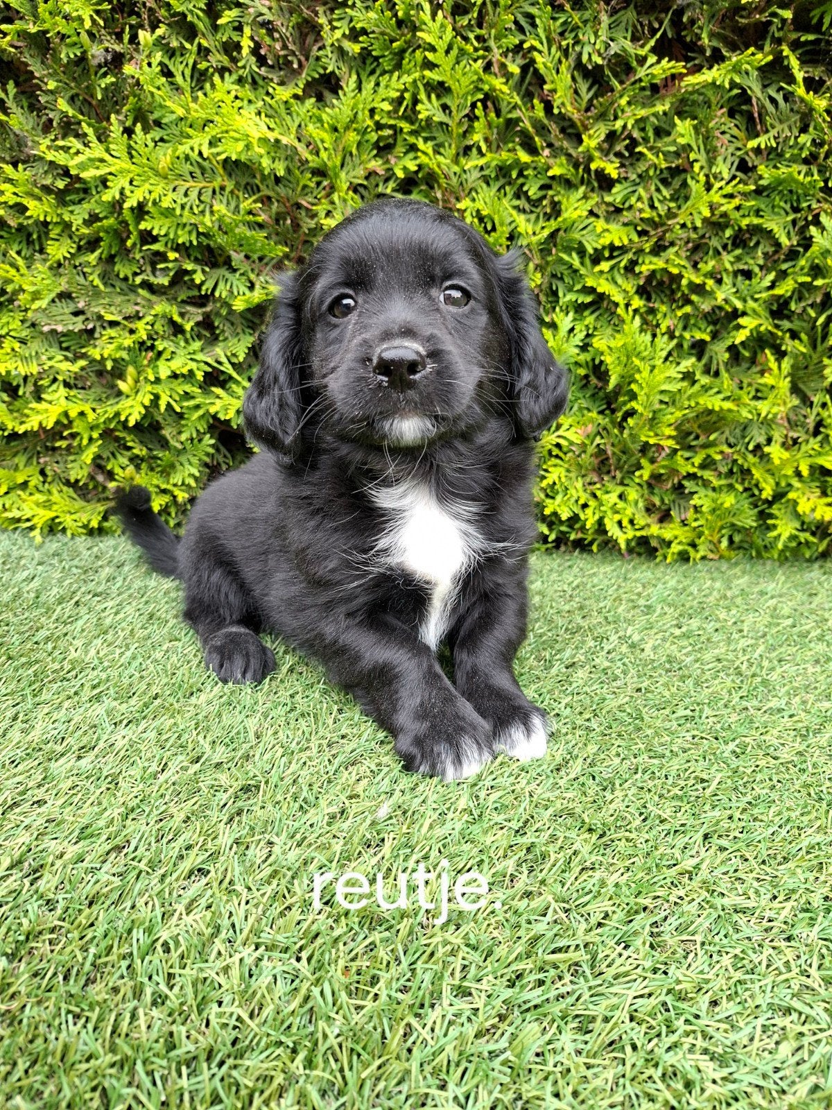 Mooie speelse kruising pups., Parvo, Overige rassen, 8 tot 15 weken, Meerdere