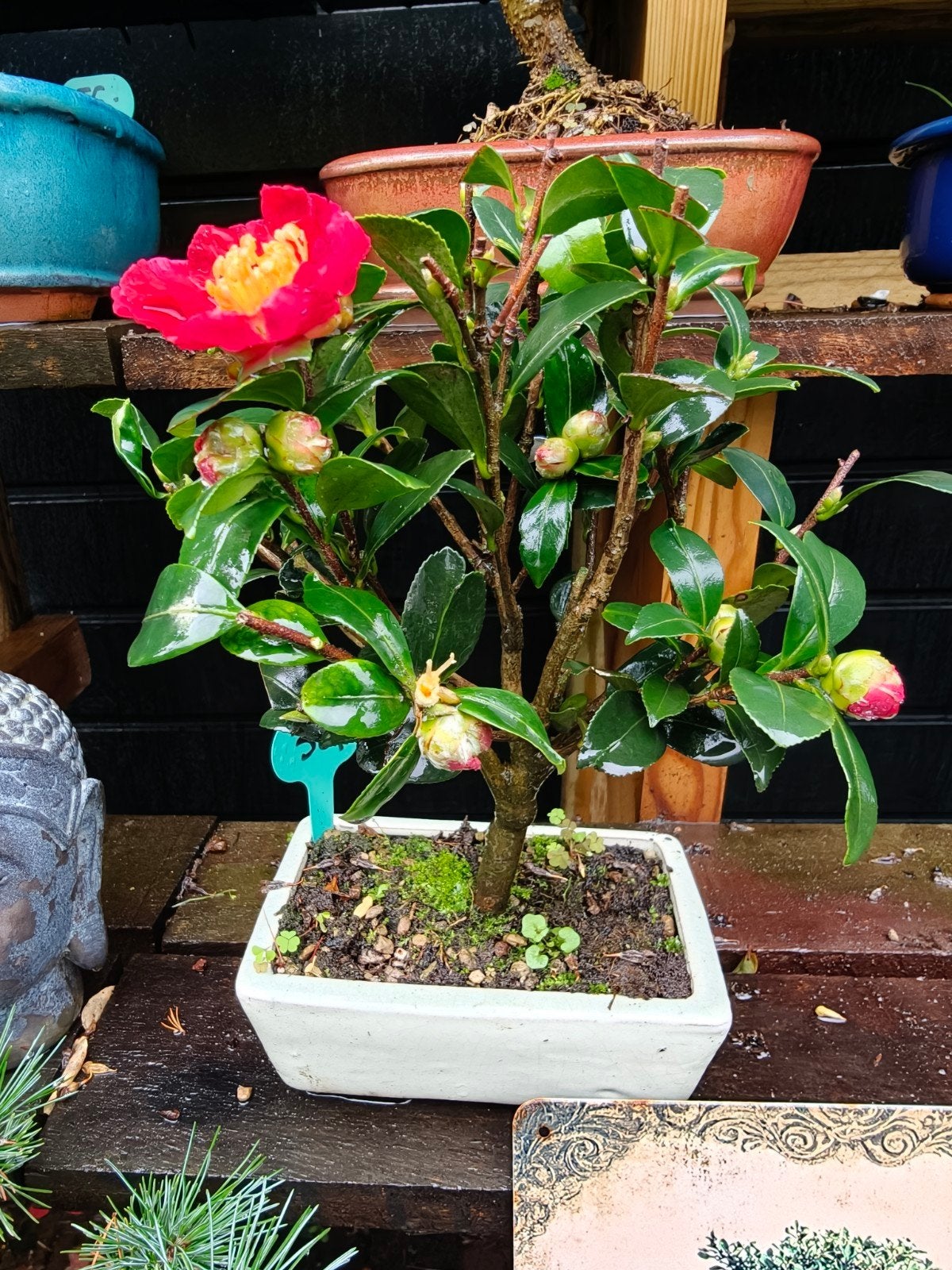 Camellia bonsai, Tuin en Terras, Bloeit niet, Halfschaduw, Minder dan 100 cm, Overige soorten