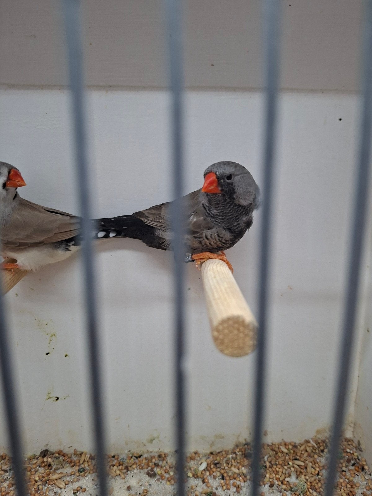 charcoal x split zebravinken, Dieren en Toebehoren