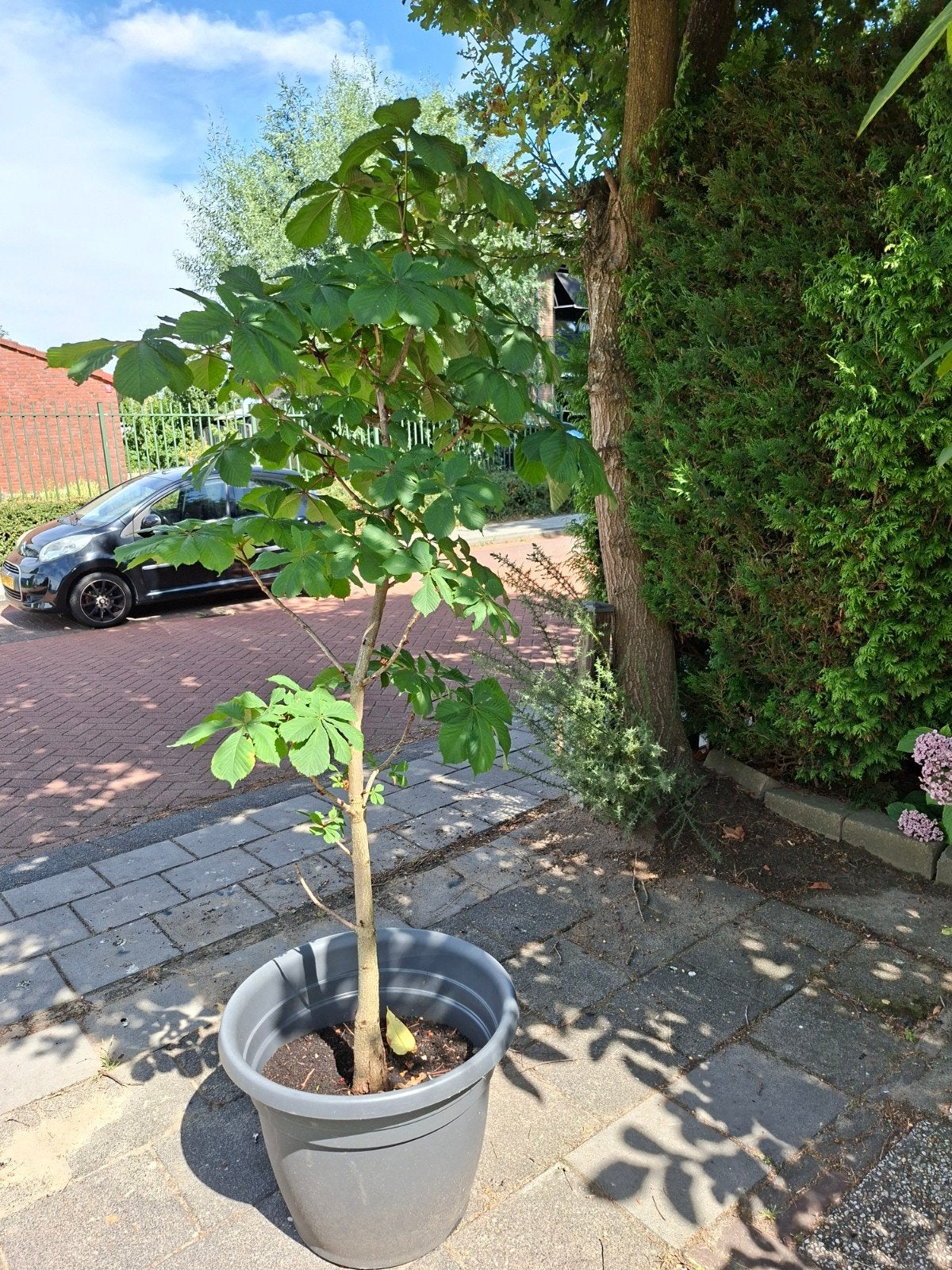 Kastanje boom volwassen, Ophalen, Overige soorten, In pot, Halfschaduw