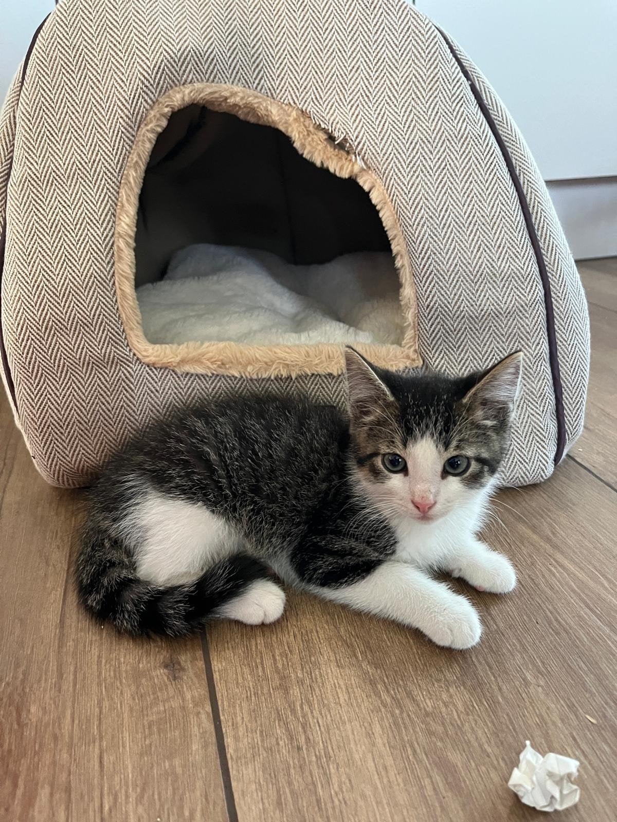 2 schattige kittens (kater en poes) Kater is nog beschikbaar, Dieren en Toebehoren, Katten en Kittens | Overige Katten, Meerdere dieren