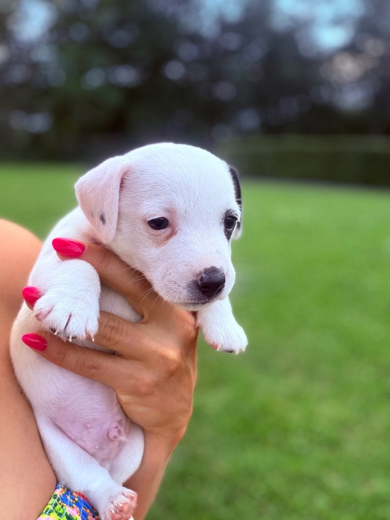 Jack Russell Pups, Rabiës (hondsdolheid), Jack Russell Terriër, 8 tot 15 weken, Meerdere dieren