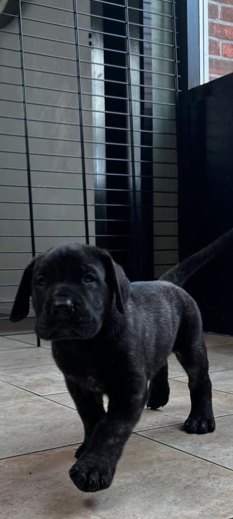 Boerboel x Presa Canario pups te koop UBN NUMMER 6504775, Dieren en Toebehoren, Overige rassen, 8 tot 15 weken, Parvo, Meerdere