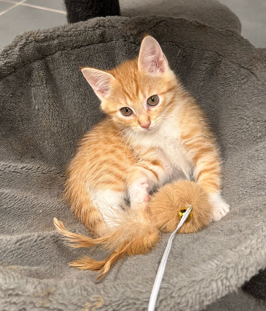 Nog 1 prachtig rood poesje, Poes, Kortharig, 0 tot 2 jaar