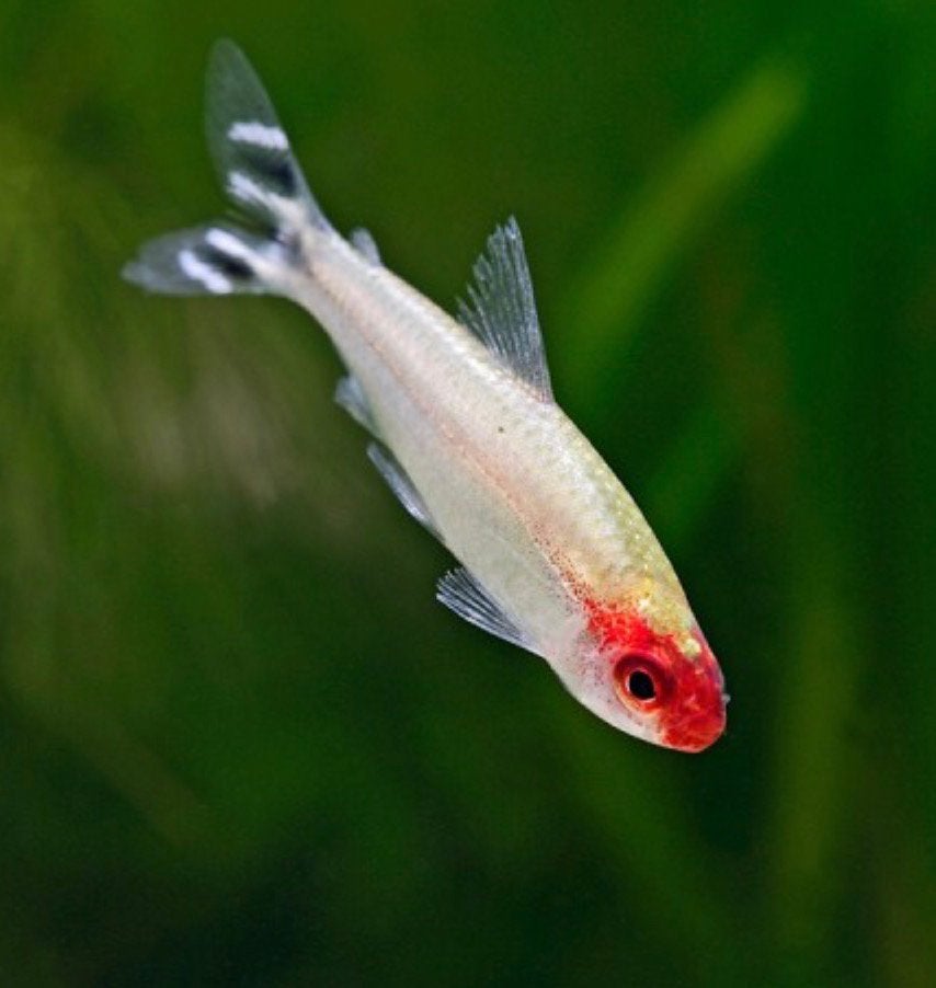 HEMIGRAMMUS BLEHERI ROODKOPZALM, Dieren en Toebehoren, Vissen | Aquariumvissen, Zoetwatervis, Vis, Schoolvis